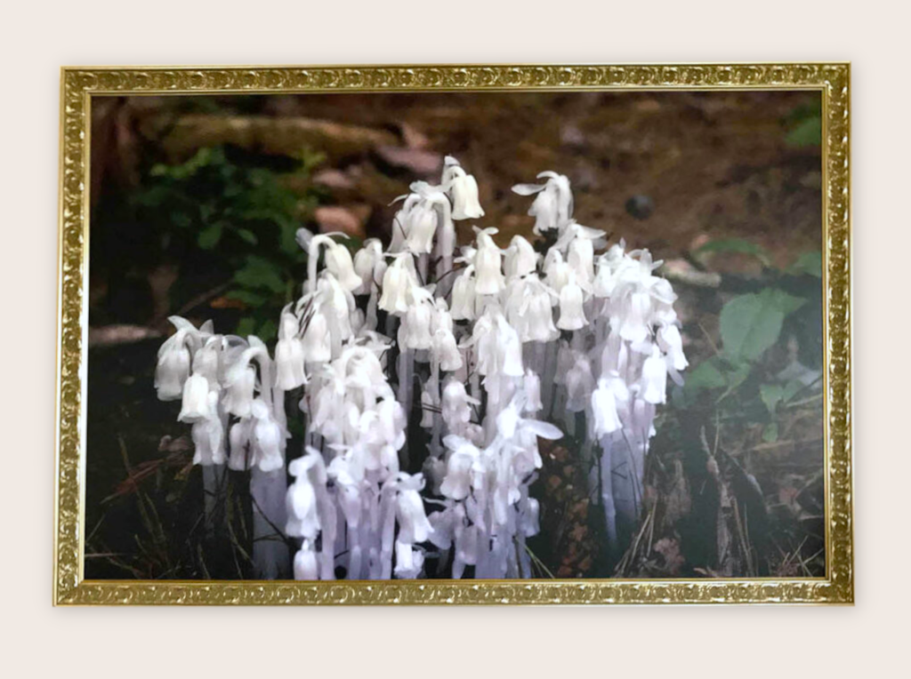 Framed Prints Prints Graphics 8